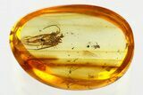 Rare Fossil Wasp (Ismaridae) & Crane Fly In Baltic Amber #352720-1